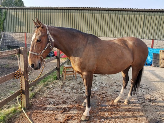 Irish x 15hh Mare for sale