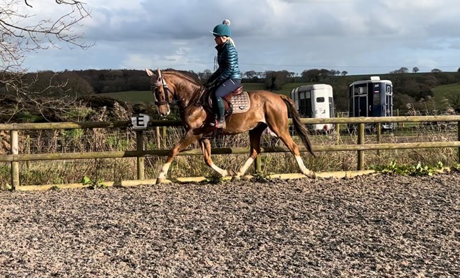 15.2hh Hackney gelding