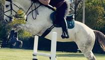 16.1hh 8yo old mare TB Horse for sale 