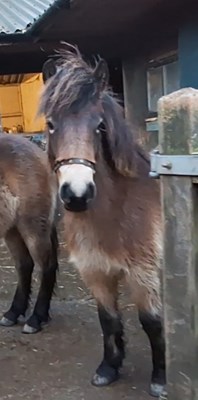 Project Exmoor Filly – 2YO