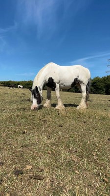 Gypsy Cob