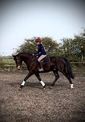 16.3hh 11yo ish gelsing