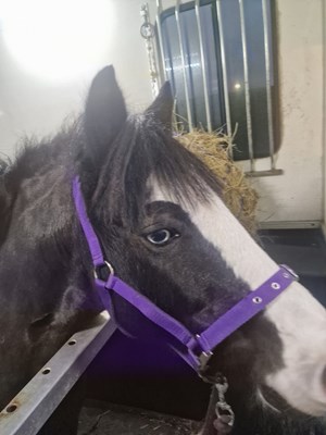 13.3 Cob Gelding Companion Light Hack