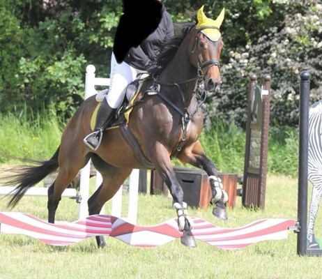 18hh tb gelding rising 12