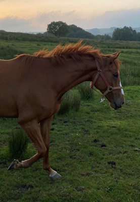6yo unbroken 6yo chestnut mare
