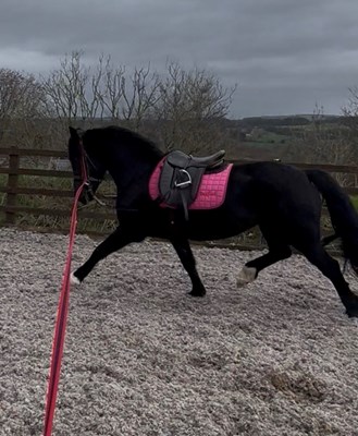 Quality Welsh D mare