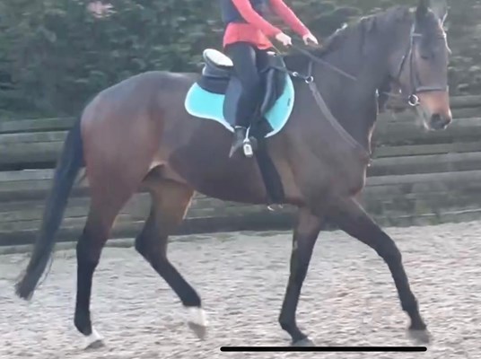 18hh tb gelding rising 12