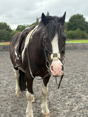 13.3 Cob Gelding Companion Light Hack