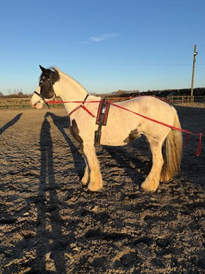 Gypsy Cob