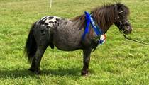  British Spotted Pony Stallion 