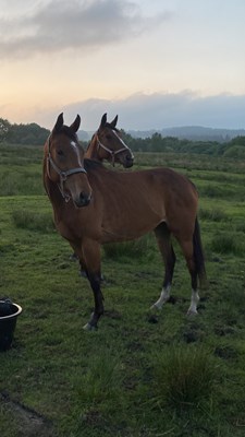 3 unbroken bay TB mares