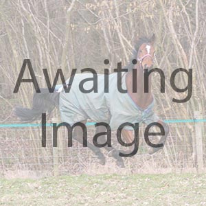 Registered Shetland Mare  Bornn2016 Horses for Sale
