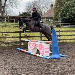 Gorgeous 16.2 Bay Gelding 5Yrs Old  Horses for Sale