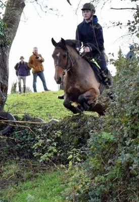 Action packed  Irish sports horse 