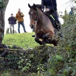 Action Packed  Irish Sports Horse  Horses for Sale
