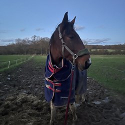 Toby Horses for Sale