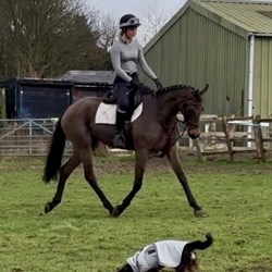 Safe All Rounder Horses for Sale