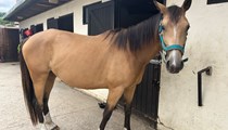 Stunning 15hh 4yo Buckskin Warmblood Mare