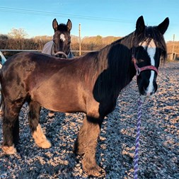 14Hh Project Ponies for Sale