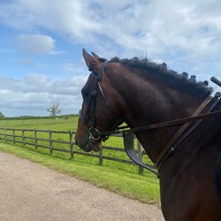 Great All Round Prospect  Horses for Sale