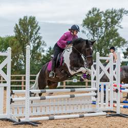 Stunning 15.3Hh Chaps Registered Co... Horses for Sale