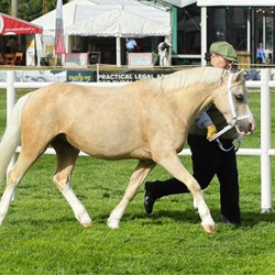 Palomino Welsh Section A Horses for Sale