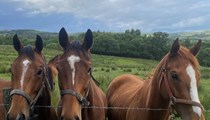 3 unbroken bay TB mares