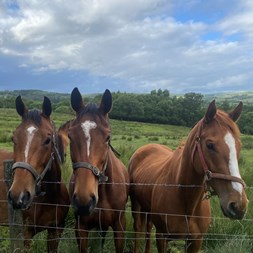 3 Unbroken Bay TB ... Horses for Sale