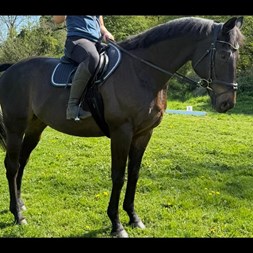 Bentley  Horses for Sale