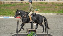Genuine Step Up Black Gelding Pony Club Pony