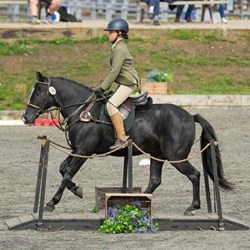 Genuine Step Up Black Gelding Pony ... Ponies for Sale
