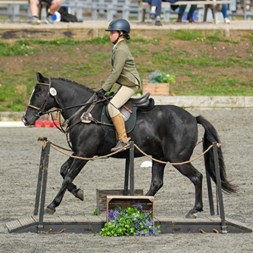 Genuine Step Up Bl... Ponies for Sale