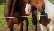 18hh tb gelding rising 12 