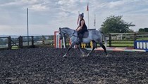 Genuine TB gelding- sad sale 