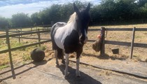 14hh 8 year old mare inc Tack- Fantastic Hack with Potential 
