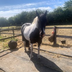 14Hh 8 Year Old Mare Inc Tack- Fant... Ponies for Sale