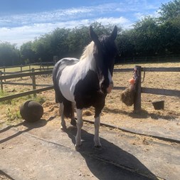 14Hh 8 Year Old Ma... Ponies for Sale