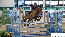 Bonnie 15’1hh mare 
