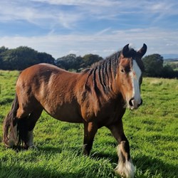 Beautiful 13.3Hh Mare For Sale  Horses for Sale