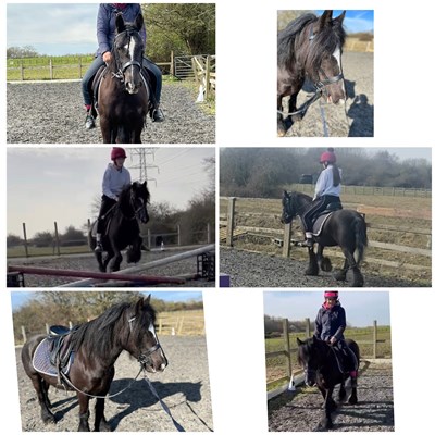 For sale black dales x cob 7 year old black mare