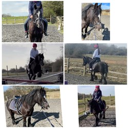 For Sale Black Dales X Cob 7 Year O... Horses for Sale