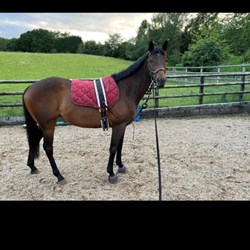 Beautiful Bay Pure Thoroughbred Horses for Sale
