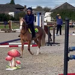 Wonderful Section B Gelding Serious... Ponies for Sale