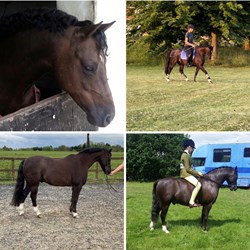 13HH Welsh Section B Ponies for Sale