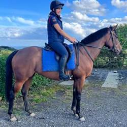 TB 15.2 Mare 4 Year Old Horses for Sale