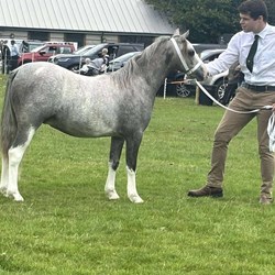 Welsh Section A Young Stock for Sale