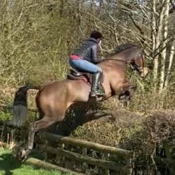 Brave Bold Talented 16.1Hh Mare  Horses for Sale