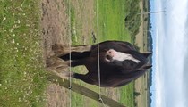 Casper 13hh Black Blagdon Gelding for sale (broken to ride)