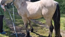 2 year old dunn for sale