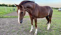 15.2hh Hackney gelding 